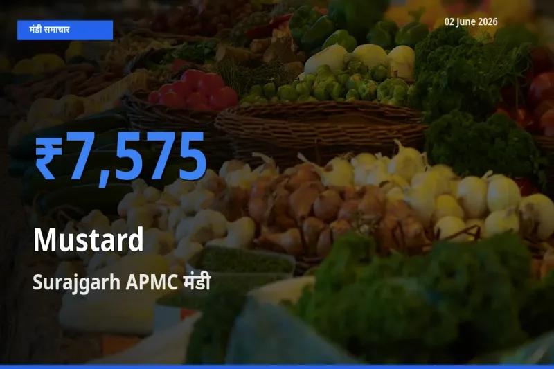 आज सरसों के सबसे ऊँचे दाम ₹7,575 Surajgarh APMC मंडी में