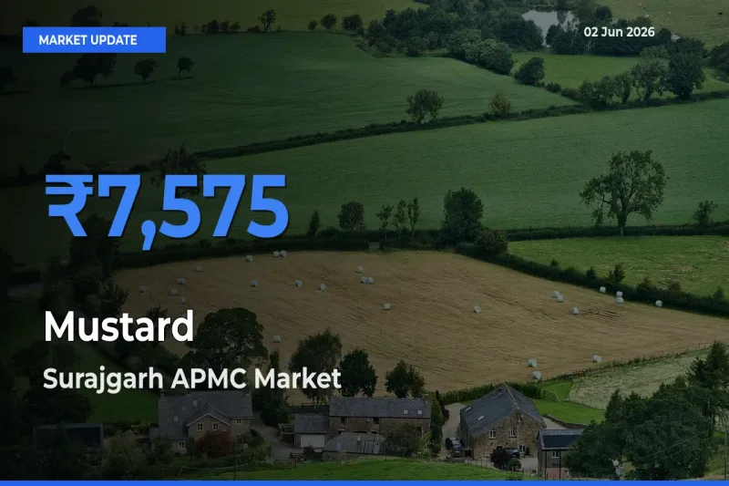 Top Performer! Surajgarh APMC Offers Best Mustard Price Today
