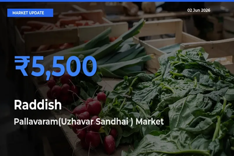 Top Performer! Pallavaram(Uzhavar Sandhai ) Offers Best Raddish Price Today