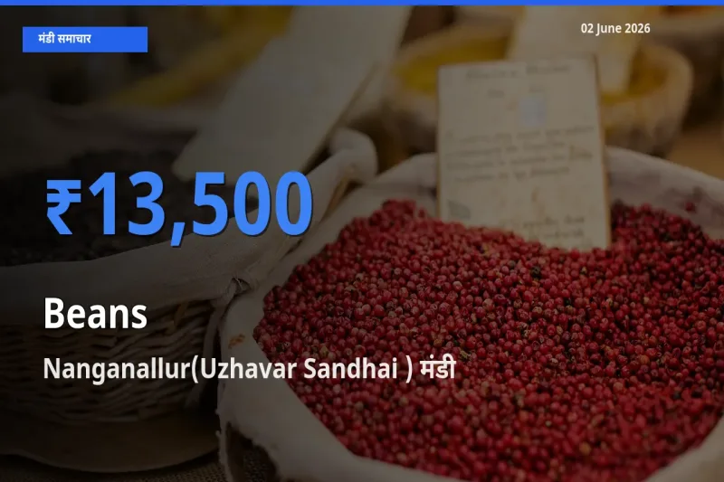आज फलियाँ (सेम) के सबसे ऊँचे दाम ₹13,500 Nanganallur(Uzhavar Sandhai ) मंडी में