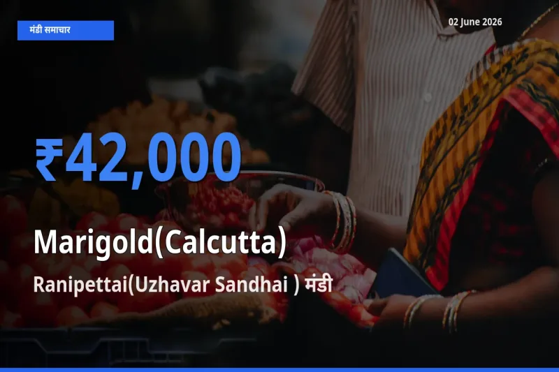 आज का मंडी भाव: गेंदा (कलकत्ता) के सबसे ज़्यादा दाम Ranipettai(Uzhavar Sandhai ) में