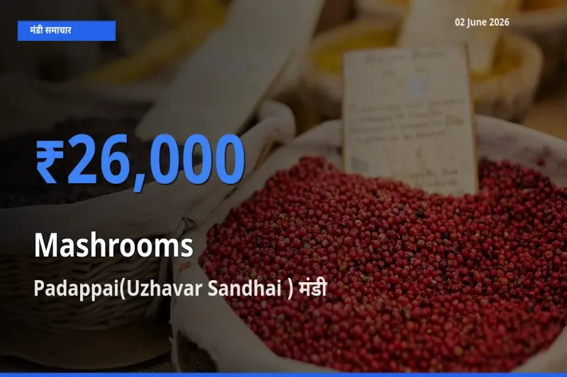 Padappai(Uzhavar Sandhai ) मंडी में आज मशरूम के सबसे ऊँचे दाम दर्ज