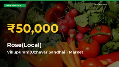 Fresh Record! Rose(Local) Price Climbs to New High in Villupuram(Uzhavar Sandhai )