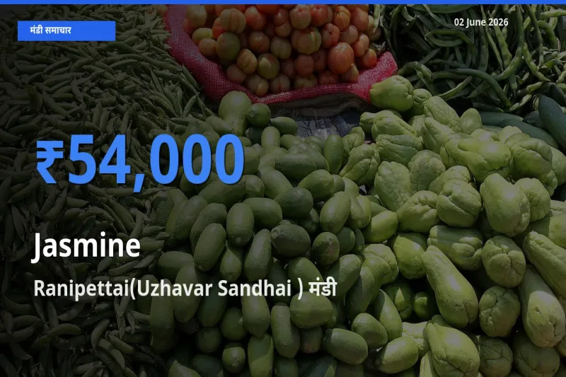 बाज़ार संकेत: Ranipettai(Uzhavar Sandhai ) बना चमेली के लिए आज की टॉप मंडी