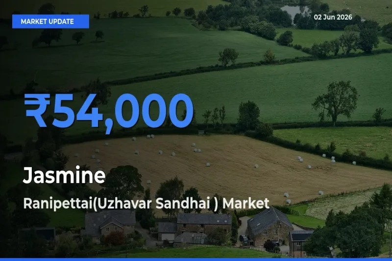 Ranipettai(Uzhavar Sandhai ) Tops Jasmine Rates – June 02 Market Update