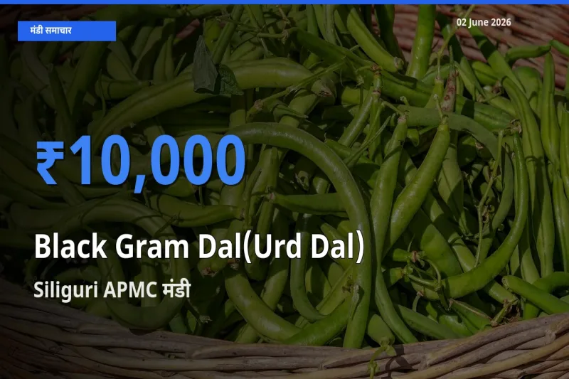 Siliguri APMC मंडी में आज उड़द दाल के सबसे ऊँचे दाम दर्ज