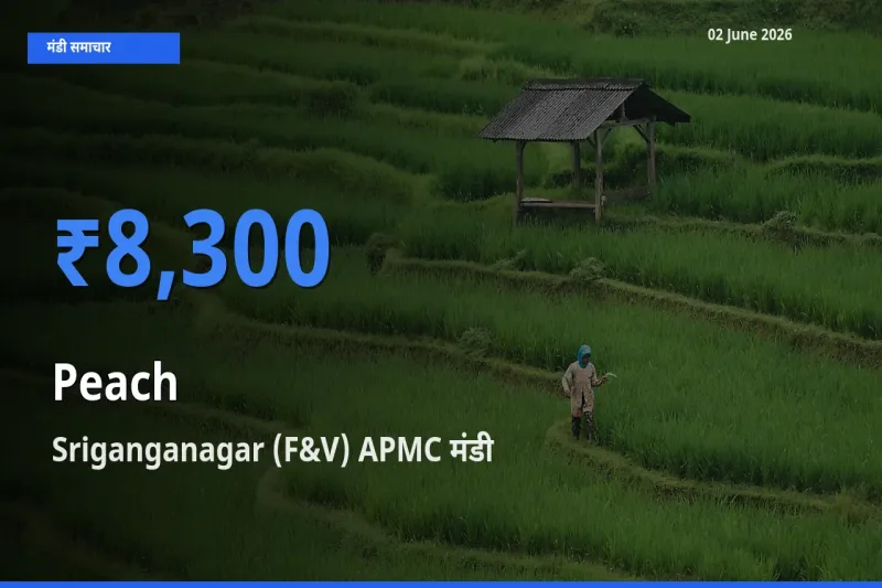 Sriganganagar (F&V) APMC मंडी में आज आड़ू के सबसे ऊँचे दाम दर्ज