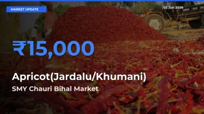 Farmers Prefer SMY Chauri Bihal as Apricot(Jardalu/Khumani) Hits Highest Rate