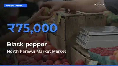 North Paravur Market Records Highest ₹75,000 Rate for Black pepper