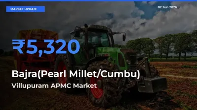 Top Performer! Villupuram APMC Offers Best Bajra(Pearl Millet/Cumbu) Price Today