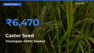 Market Watch: Viramgam APMC Becomes Top Mandi for Castor Seed