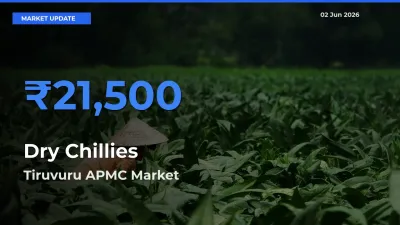Tiruvuru APMC Tops Dry Chillies Rates – June 02 Market Update