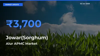 Jowar(Sorghum) Mandi Rate Today: Alur APMC Tops the List
