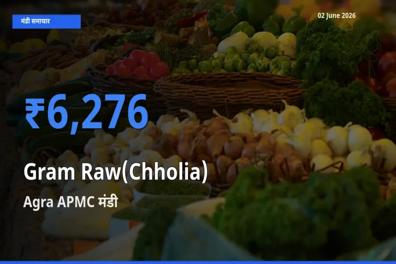 टॉप मंडी बना Agra APMC! हरा चना (छोलिया) के सबसे ऊँचे दाम यहीं दर्ज
