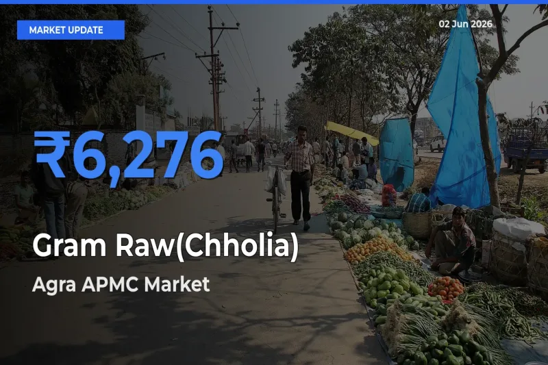 Agra APMC Tops Gram Raw(Chholia) Rates – June 02 Market Update