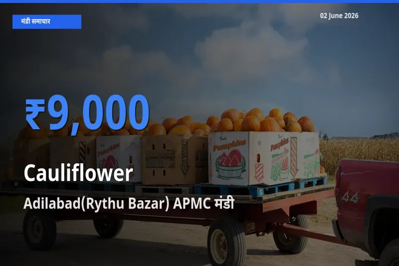 किसानों की पसंद बना Adilabad(Rythu Bazar) APMC, फूलगोभी के सबसे अच्छे दाम