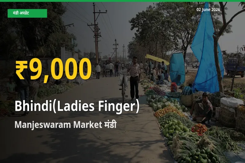 30 दिनों में सबसे ऊँचे स्तर पर भिंडी के दाम, Manjeswaram Market में उछाल