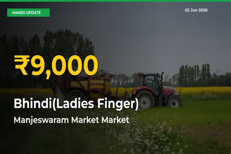 Fresh Record! Bhindi(Ladies Finger) Price Climbs to New High in Manjeswaram Market
