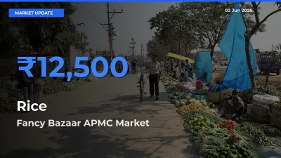 Market Watch: Fancy Bazaar APMC Becomes Top Mandi for Rice