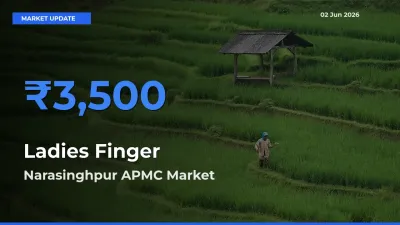 Ladies Finger Mandi Rate Today: Narasinghpur APMC Tops the List