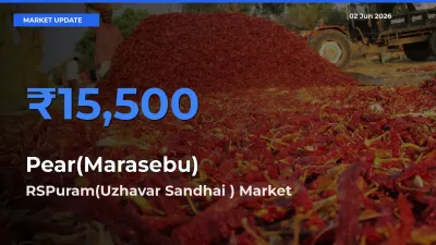 RSPuram(Uzhavar Sandhai ) Offers ₹15,500 – Highest Pear(Marasebu) Rate Today