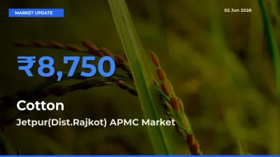 Jetpur(Dist.Rajkot) APMC Leads as Top Mandi for Cotton Prices