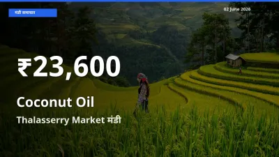 बाज़ार संकेत: नारियल का तेल के भाव Thalasserry Market में 30 दिन के निचले स्तर पर