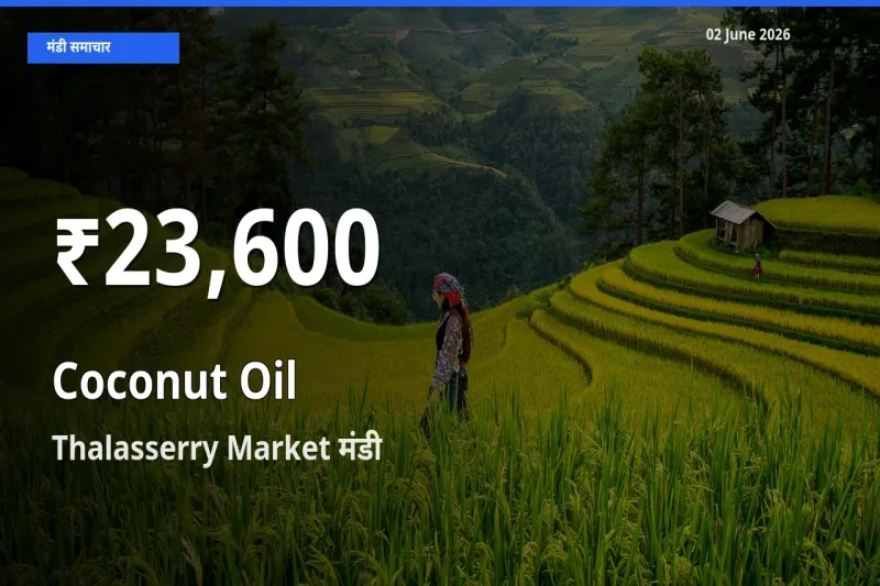 बाज़ार संकेत: नारियल का तेल के भाव Thalasserry Market में 30 दिन के निचले स्तर पर