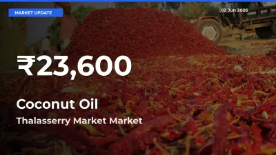 Coconut Oil Falls to ₹23,600 in Thalasserry Market – 30-Day Lowest Rate