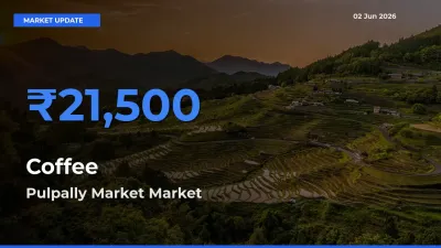 Farmers Prefer Pulpally Market as Coffee Hits Highest Rate