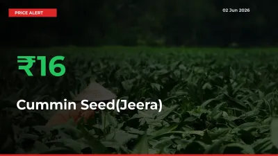 This Mandi Records 15.78% Jump in Cummin Seed(Jeera) Prices
