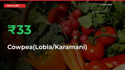 Cowpea(Lobia/Karamani) Rises 33.15% at Mandis