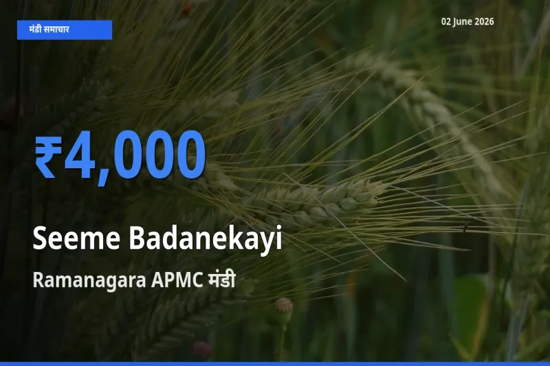 02 June अपडेट: सीमेबदनेकाई के सबसे ऊँचे दाम Ramanagara APMC मंडी में