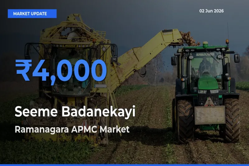 Seeme Badanekayi Mandi Rate Today: Ramanagara APMC Tops the List