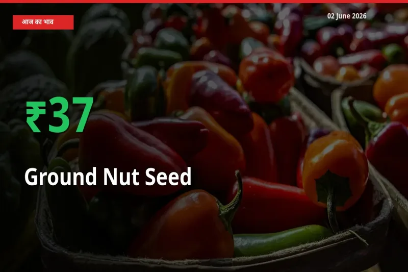 02 June अपडेट: मूंगफली बीज के दाम मंडी में 36.98% उछले