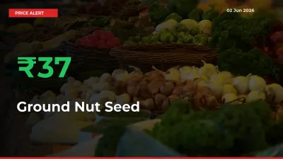 Ground Nut Seed Mandi Rate Today: Prices Jump 36.98% at Market