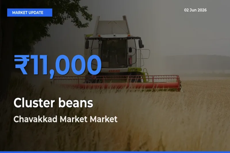 Chavakkad Market Tops Cluster beans Mandi Rates Today