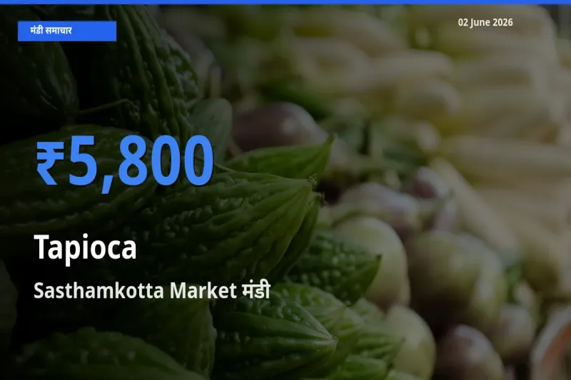 टॉप मंडी बना Sasthamkotta Market! साबूदाना के सबसे ऊँचे दाम यहीं दर्ज