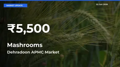 Why Mashrooms Prices Slumped in Dehradoon APMC – 30-Day Low Today