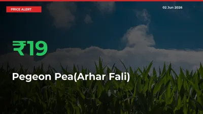 Big Rally! Pegeon Pea(Arhar Fali) Climbs 18.95% in 24 Hours at Top Mandis