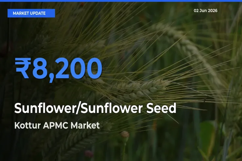 Farmers Prefer Kottur APMC as Sunflower/Sunflower Seed Hits Highest Rate