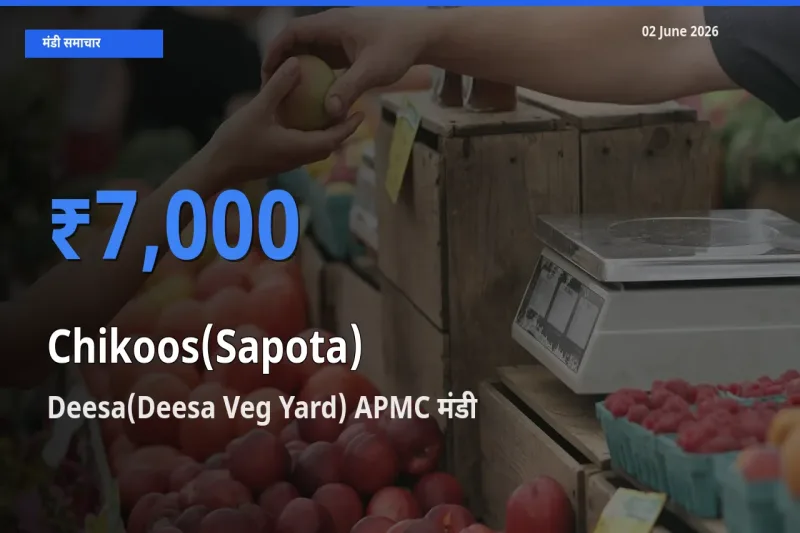 Deesa(Deesa Veg Yard) APMC मंडी में आज चीकू के सबसे ऊँचे दाम दर्ज