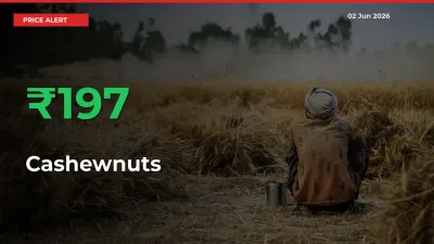 Big Rally! Cashewnuts Climbs 196.95% in 24 Hours at Top Mandis