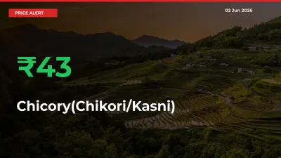Farmers Cheer as Chicory(Chikori/Kasni) Prices Surge 43.11% in Local Mandis