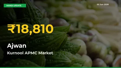 Ajwan Price Hits New High in Kurnool APMC Today – Check Latest Mandi Rates