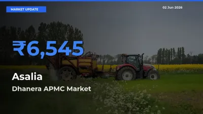 Farmers Prefer Dhanera APMC as Asalia Hits Highest Rate