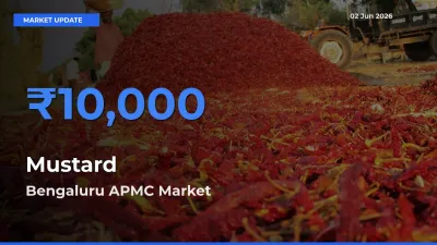 Bengaluru APMC Tops Mustard Mandi Rates Today