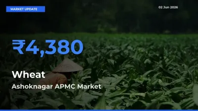 Farmers Prefer Ashoknagar APMC as Wheat Hits Highest Rate