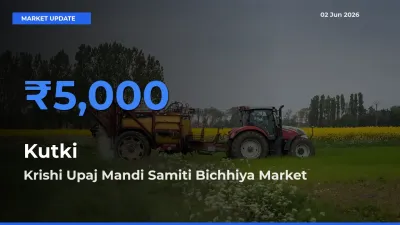 Krishi Upaj Mandi Samiti Bichhiya Tops Kutki Rates – June 02 Market Update
