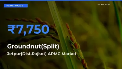 Market Watch: Jetpur(Dist.Rajkot) APMC Becomes Top Mandi for Groundnut(Split)